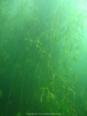 Fuehlinger See 08-2016 - 30