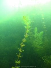 Fuehlinger See 08-2016 - 31