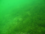 Fuehlinger See 08-2016 - 34