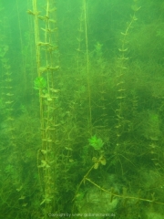 Fuehlinger See 08-2016 - 35