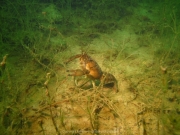 Fuehlinger See 08-2016 - 37