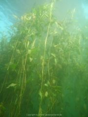 Fuehlinger See 08-2016 - 38