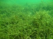Fuehlinger See 08-2016 - 40