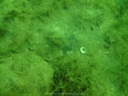 Fuehlinger See 08-2016 - 41