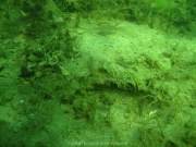 Fuehlinger See 08-2016 - 42