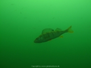Fuehlinger See 08-2016 - 44