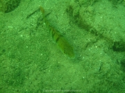 Fuehlinger See 08-2016 - 45