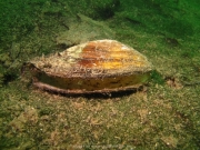 Fuehlinger See 08-2016 - 46