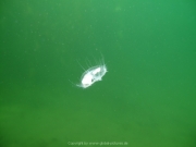 Fuehlinger See 08-2016 - 47