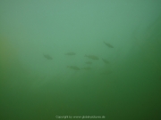 Fuehlinger See 08-2016 - 48