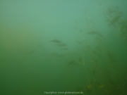 Fuehlinger See 08-2016 - 49