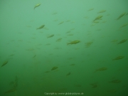 Fuehlinger See 08-2016 - 50