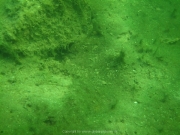 Fuehlinger See 08-2016 - 53