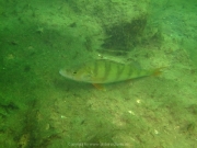 Fuehlinger See 08-2016 - 54