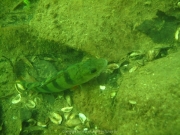 Fuehlinger See 08-2016 - 61