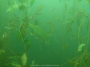 Fuehlinger See - 102