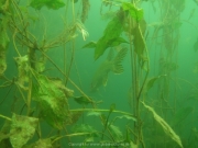 Fuehlinger See - 103