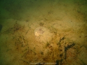 Fuehlinger See - 108