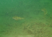Fuehlinger See - 110