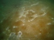 Fuehlinger See - 111