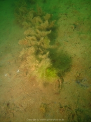 Fuehlinger See - 114