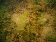 Fuehlinger See - 116