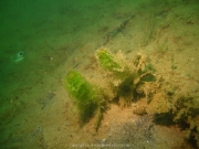Fuehlinger See - 117