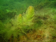 Fuehlinger See - 118