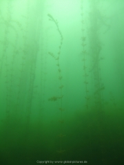 Fuehlinger See - 122