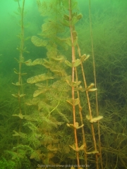 Fuehlinger See - 123