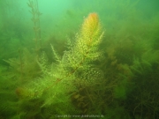 Fuehlinger See - 124