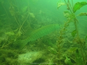 Fuehlinger See - 126