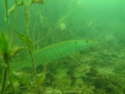 Fuehlinger See - 127