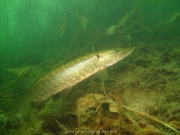 Fuehlinger See - 128
