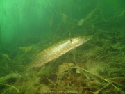 Fuehlinger See - 129