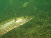 Fuehlinger See - 130