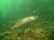 Fuehlinger See - 131