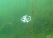 Fuehlinger See - 132