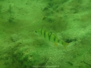 Fuehlinger See - 135