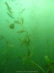 Fuehlinger See - 136