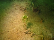 Fuehlinger See - 139