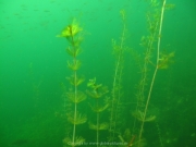 Elbsee 08-2016 - 25
