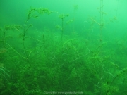 Elbsee 08-2016 - 36