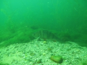 Elbsee 08-2016 - 41