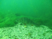 Elbsee 08-2016 - 42