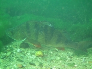 Elbsee 08-2016 - 44