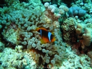 Soma Bay 09-2016 - 007