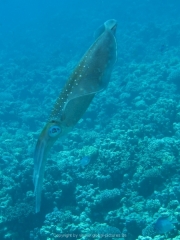 Soma Bay 09-2016 - 016