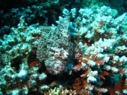 Soma Bay 09-2016 - 023