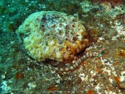 Soma Bay 09-2016 - 057